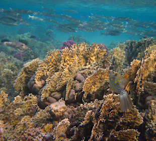 Beim Schnorcheln am Riff