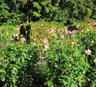 Impressionen aus dem Dahliengarten Hamburg