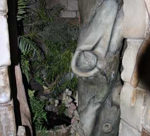 Flußpferd im Urwald