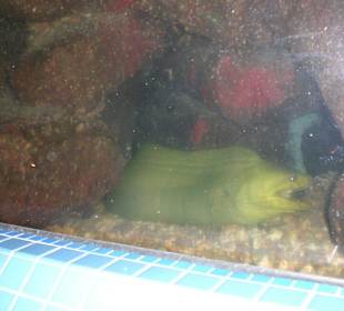 Aquarium Santo Domingo