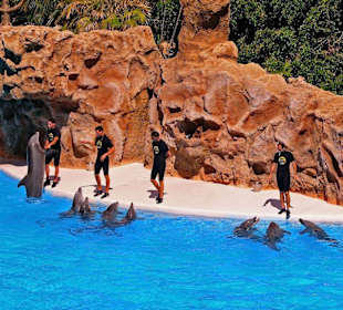 Loro - Park Delfin - Show