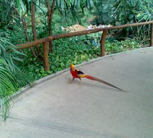 Fasan auf dem Weg durch den Regenwald