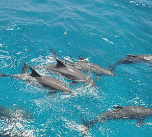 Delfine im Roten Meer