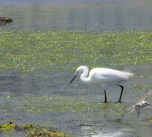Im Parc natural de s’Albufera de Mallorca