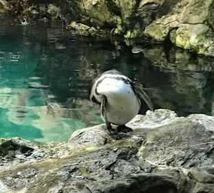 Pinguin Anlage im Loro Park.