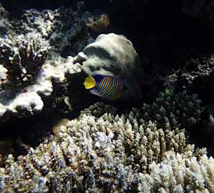 Schnorcheln Sharm el Naga