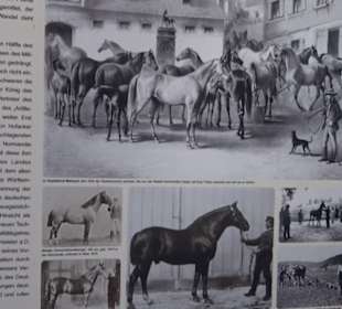 Gestütsmuseum Offenhausen