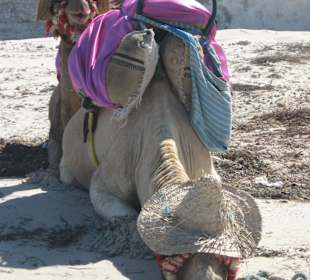 Was heisst "Siesta" auf arabisch?