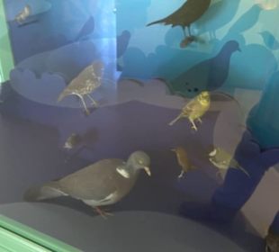 Museum Natur und Mensch