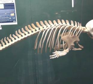 Meeresmuseum Stralsund