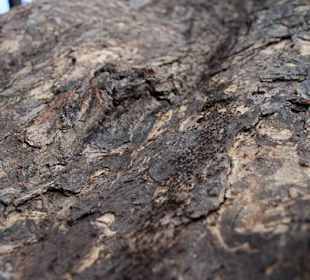 Mrówki na jednym z drzew