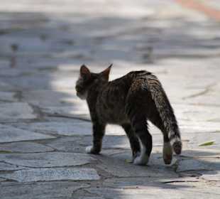 Katze