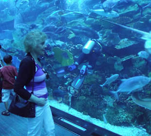 Besuchertunnel im Aquarium