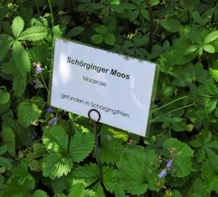 Impressionen aus dem Trostberger Rosengarten