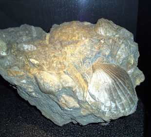 Fossil Muscheln Gletschergarten Luzern