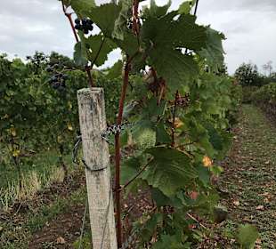 Wandern Groß-Umstadt