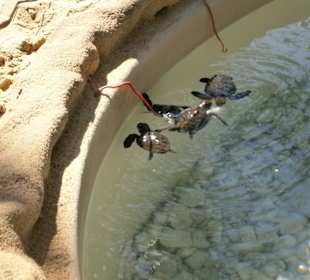 Schildkrötenbaby verhakelte sich,andere helfen ihr