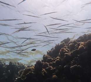 Flötenfische