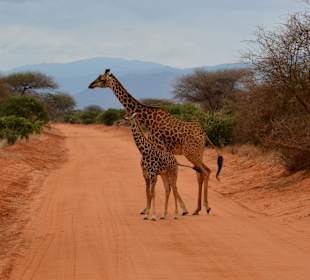 Die Tiere haben immer Vortritt 