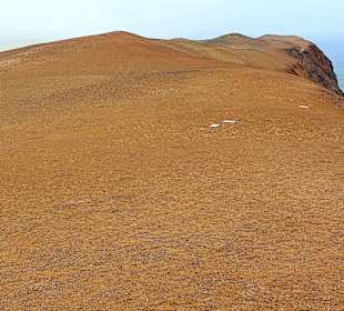 Nationalreservat Paracas