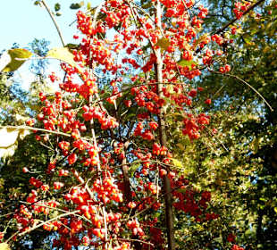 Herbstboten
