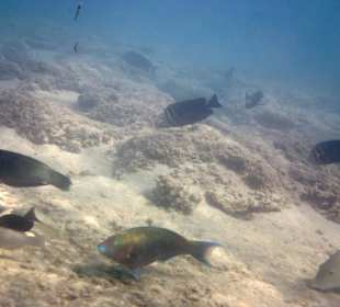 Viel los unter Wasser!