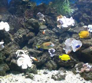 Bunte Fische und Korallen