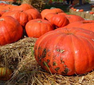Riesen-Kürbisse