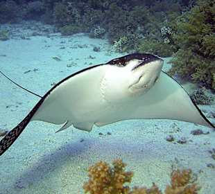 Ein Adlerrochen am Aquarium Riff