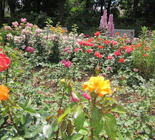 Rosengarten Zweibrücken