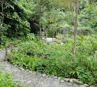 Poring Hot Springs - Schmetterlingsgarten
