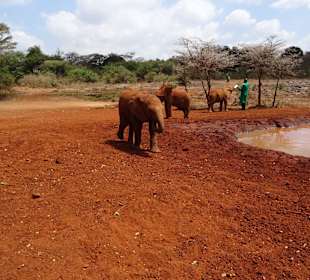 Auf dem Gelände des Elefantenwaisenhauses