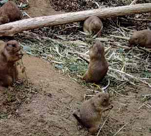 Zoo Osnabrück