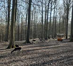 Wildpark Betzenberg in Kaiserslautern
