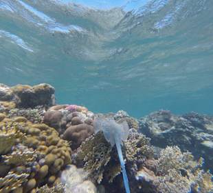 Schöne  Unterwasserwelt