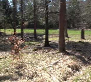 Waldkulturerbe Neuweiler Viehweide