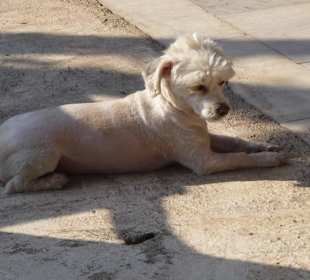 Bülent und Svetlana