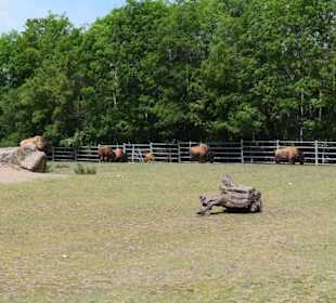 Bisonfamilie
