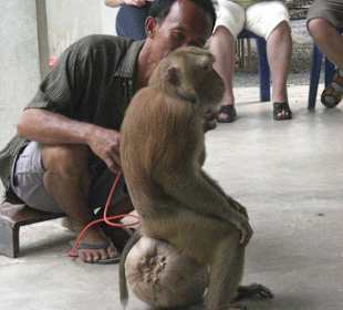 Affenschule Kranchanadit