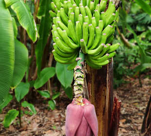 Botanischer Garten Puerto de la Cruz 