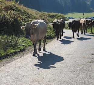 Kuhwanderung