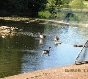 Abbey Park (Park (rezerwat, zoo, safari, itd.))