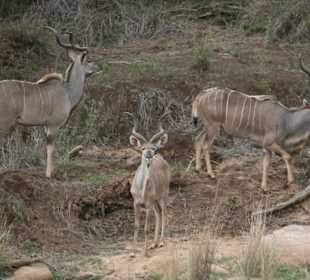 Krüger Park, Kudus