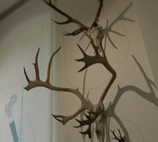 Staatliches Naturkunde Museum