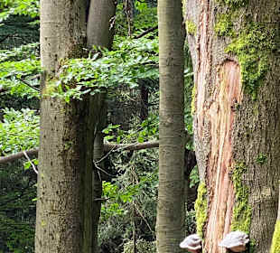 Wandern Warmensteinach