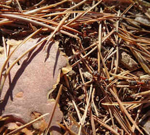 Ameisenhaufen