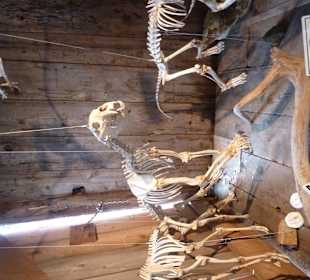 Museum Whale Interpretive Centre Telegraph Cove