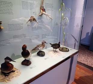 Naturwissenschaftliches Museum