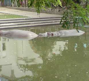 Nilpferd