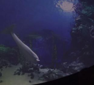Sea Life